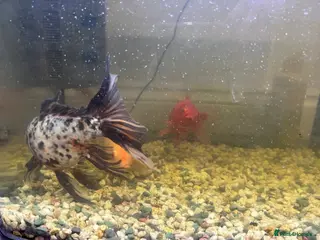 Koi Carp fish Koi fish - Advert 4