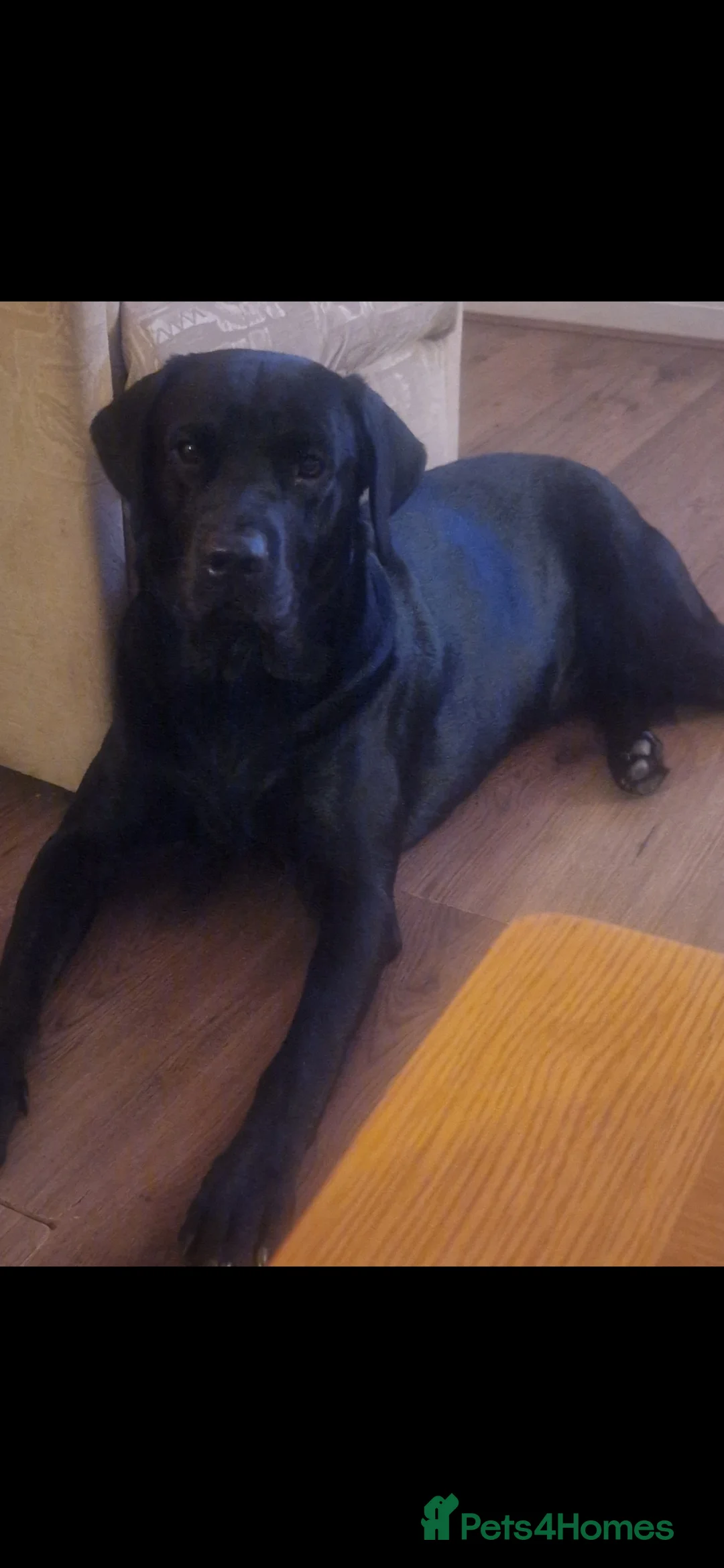 Labrador Retriever dogs for stud: Labrador Ret. 100%-success PROVEN KC/Health tested in Brecon - Advert 5