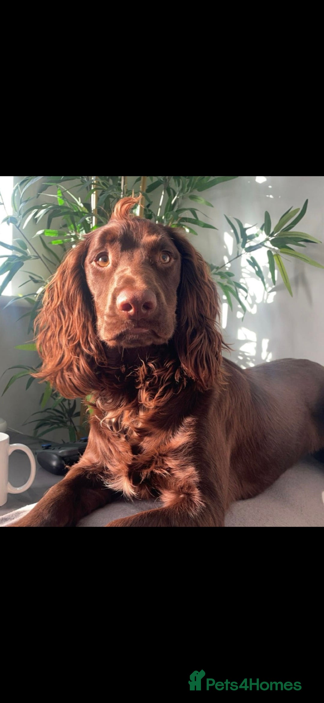 Cocker Spaniel dogs for stud: Pure bread 9th generation working cocker - Advert 2