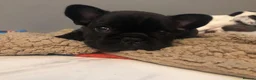 French Bulldog dogs for stud: French bulldog stud  - Advert 11
