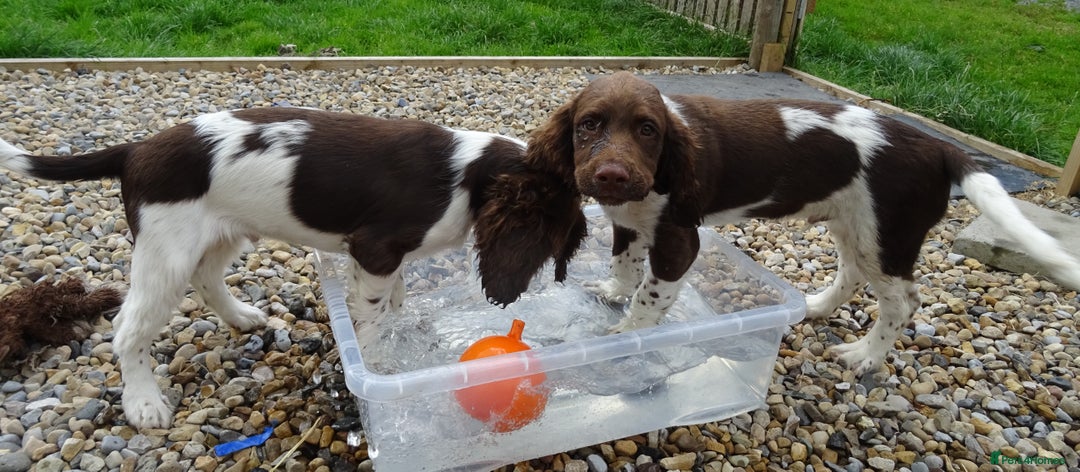 English Springer Spaniel dogs for sale: Two Gorgeous Boy English Springer Spaniel Puppies  - Image 34