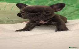French Bulldog dogs for sale: Beautiful french bulldog puppies  - Advert 8
