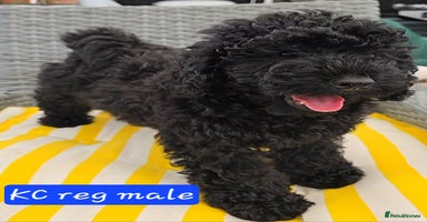 Miniature Poodle dogs in Chelmsford - Advert 6