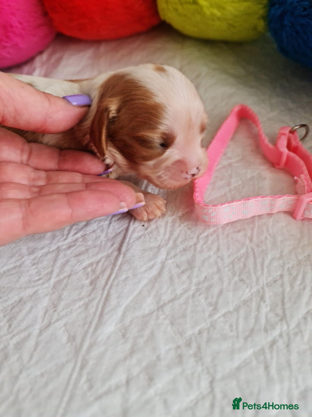 Cavapoo dogs for sale: 🥇Finest Quality Beautiful Toy Cavapoos🥇 - Image 12