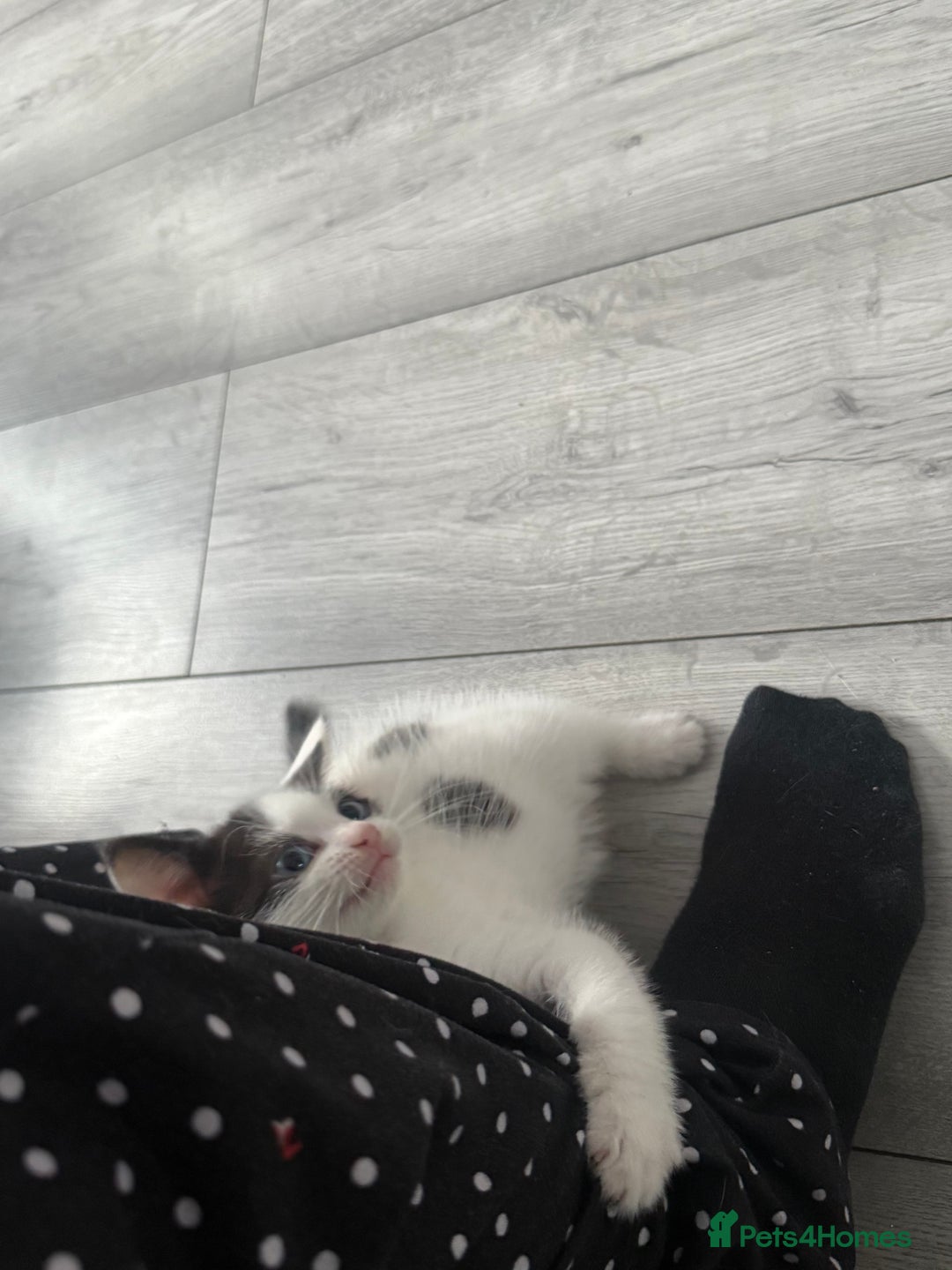 Mixed Breed cats for sale: Tabby Kittens - Advert 6