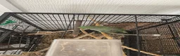 Parakeets birds for sale: Alexandrine Parakeet  in Birmingham - Advert 6