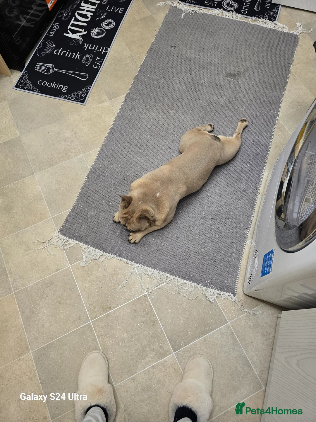 Mixed Breed dogs for sale: Franch bulldog male - Advert 3