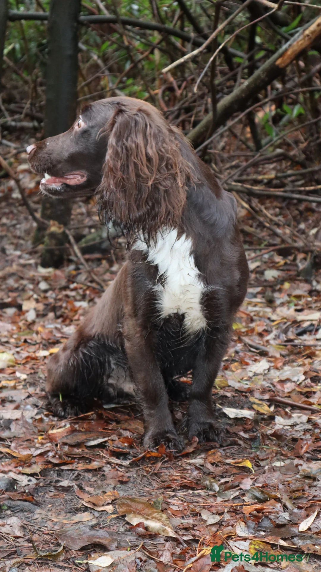 Cocker Spaniel dogs for stud: KC reg Working cocker spaniel for stud.  - Advert 6