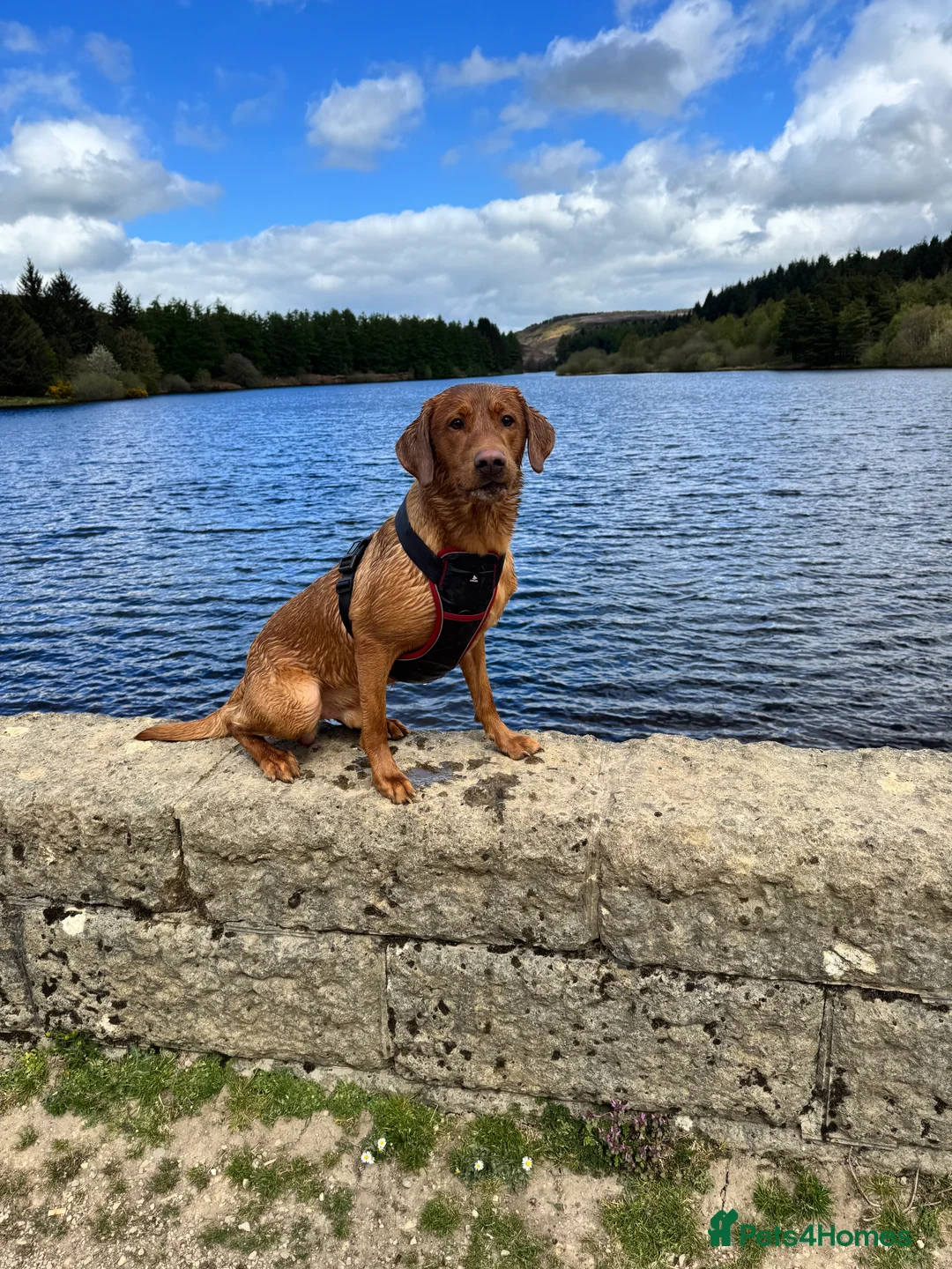 Labrador Retriever dogs for stud: Ronnie  - Advert 6