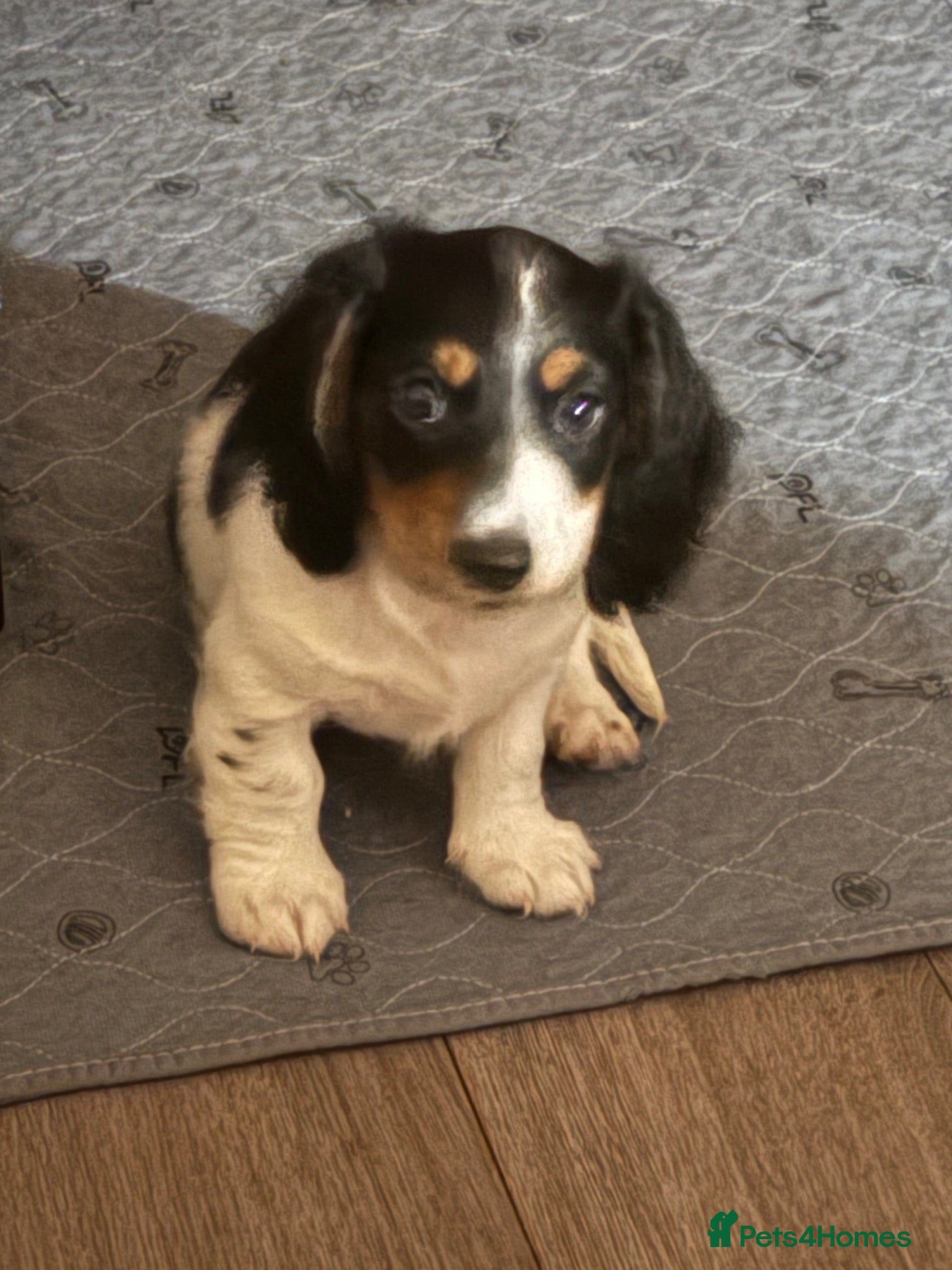 Dachshund dogs Miniature long haired dachshund puppies - Advert 1