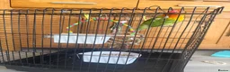 Lovebirds birds for sale: Lovely Lovebird For Sale in Banbury - Advert 3