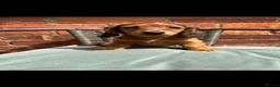 Miniature Dachshund dogs for sale: Long haired miniature dachshunds - Advert 19