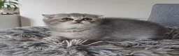 Scottish Fold cats for sale: Stunning TICA Scottish fold and straight kittens   - Advert 26