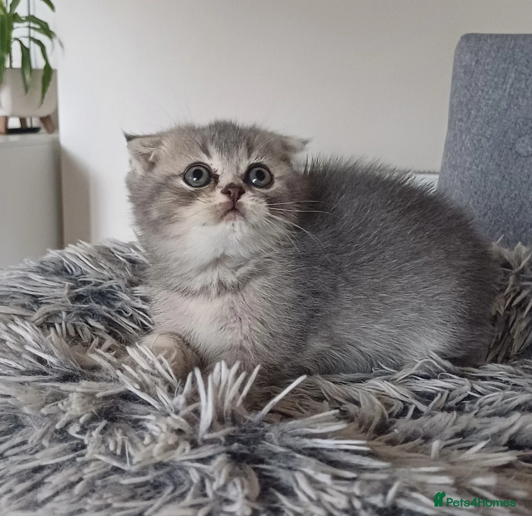 Scottish Fold cats for sale: Stunning TICA Scottish fold and straight kittens   - Advert 26