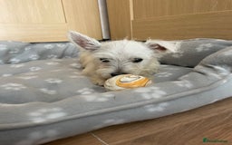 West Highland Terrier dogs for sale: Beautiful west highland terriers puppys - Image 8