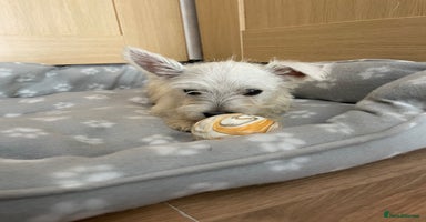 West Highland Terrier dogs - Advert 3