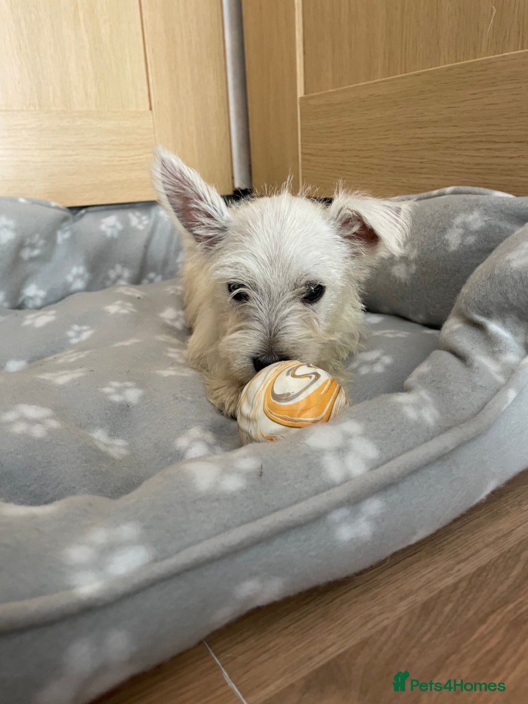 West Highland Terrier dogs for sale: Beautiful west highland terriers puppys - Image 8