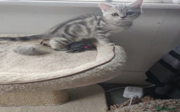 Scottish Fold cats for sale: Scottish fold kittens  - Image 20