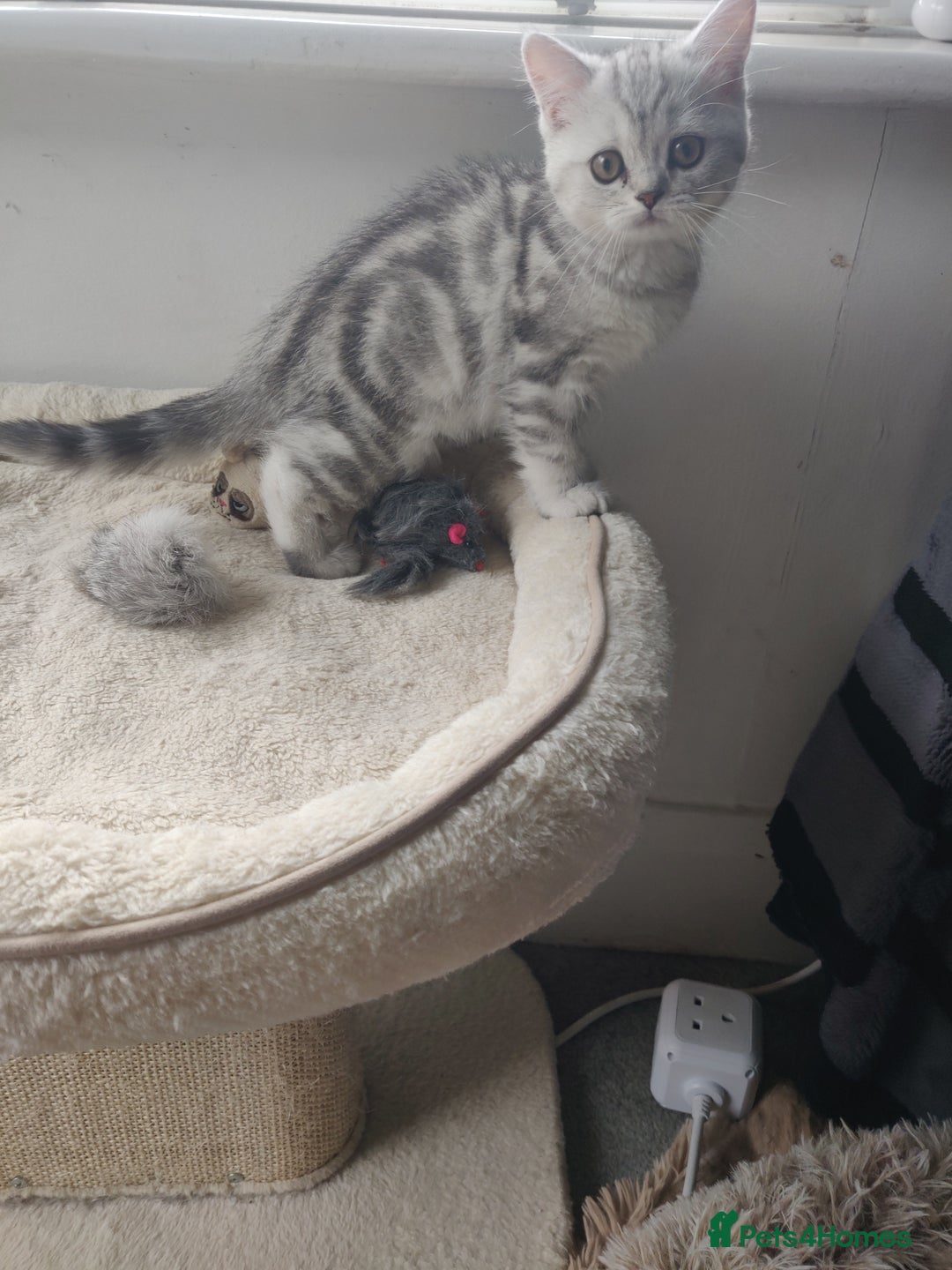 Scottish Fold cats for sale: Scottish fold kittens  - Image 20
