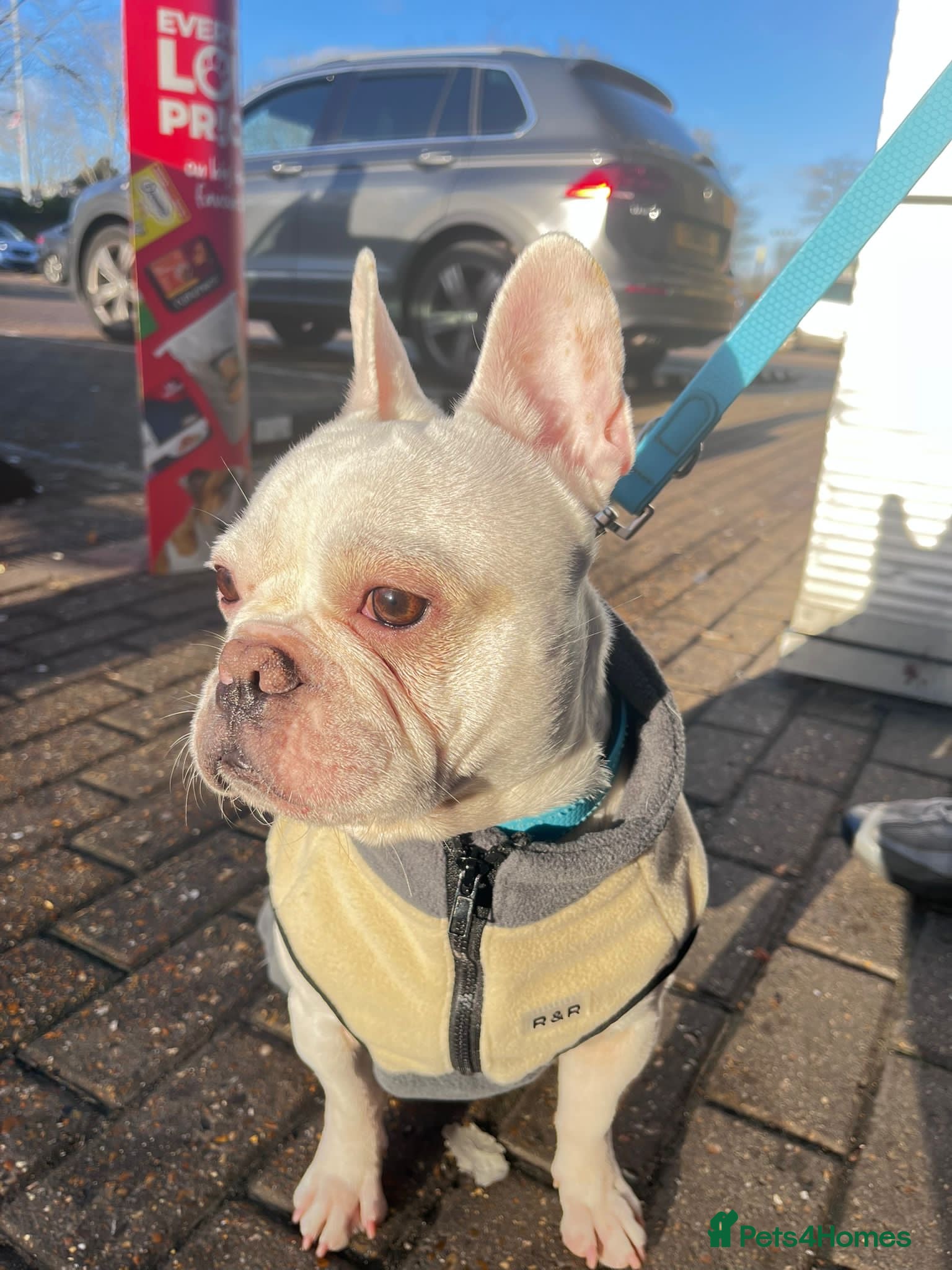 French Bulldog dogs 2years old French bulldog  - Advert 1