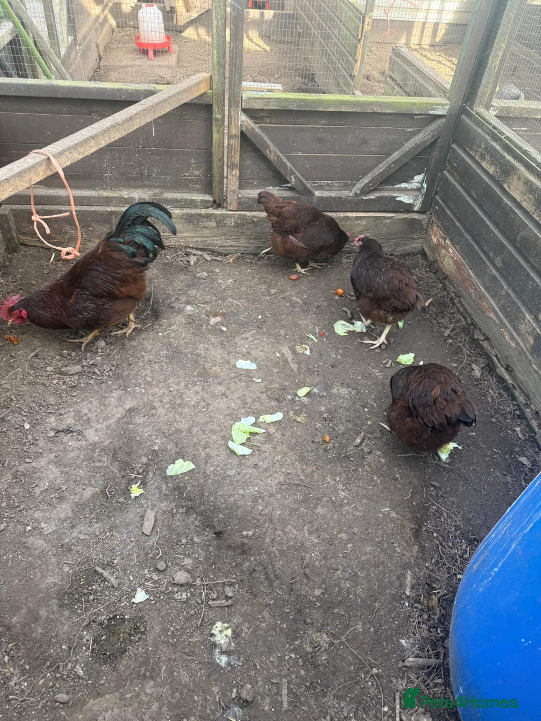 Chickens poultry for sale: Hatching eggs for sale in Bromyard - Advert 2