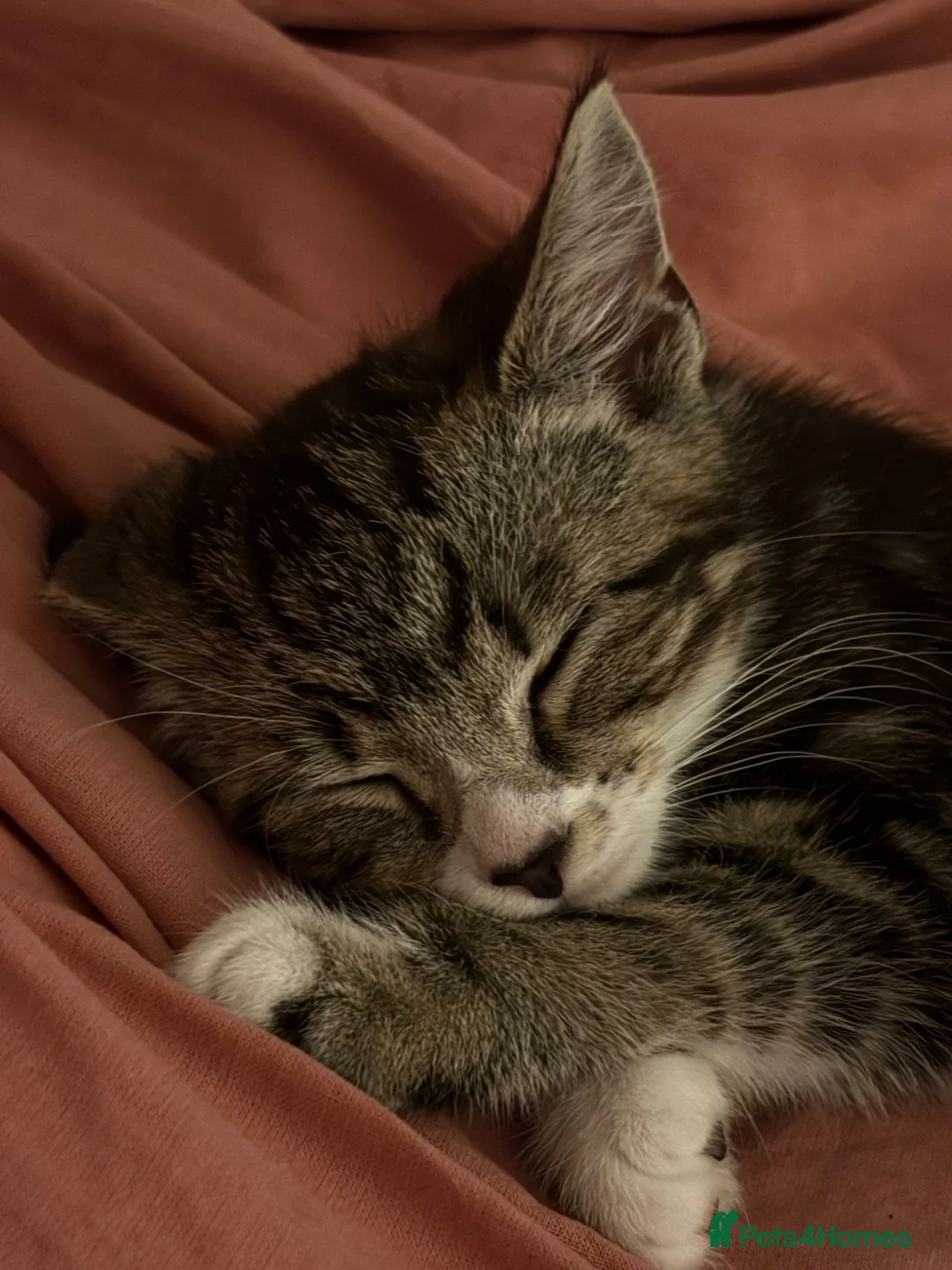 Mixed Breed cats for sale: Tuxedo x tabby in Atherstone - Advert 2