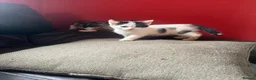 Mixed Breed cats for sale: 4 kittens looking for their forever homes  - Advert 7