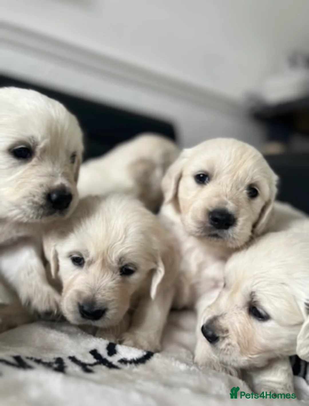 Golden Retriever dogs for sale: Pure white golden retriever puppies  - Advert 1
