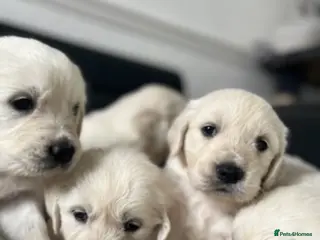 Golden Retriever dogs Pure white golden retriever puppies - Advert 2