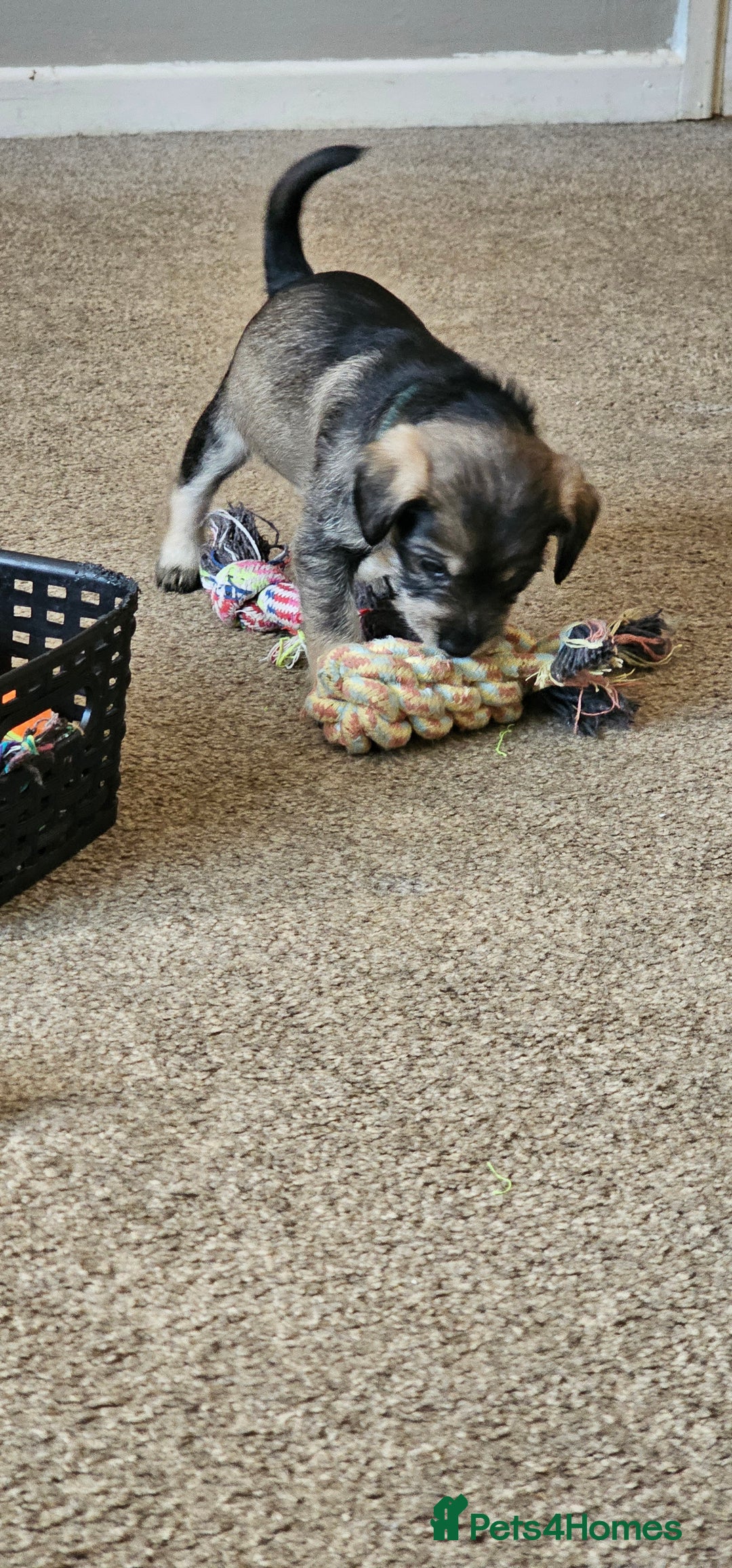 Schnoodle dogs for sale: Perfect schnoodles - Advert 21