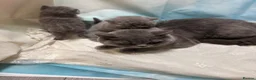 British Shorthair cats for sale: Beautiful British Shorthair kittens to reserve - Advert 15