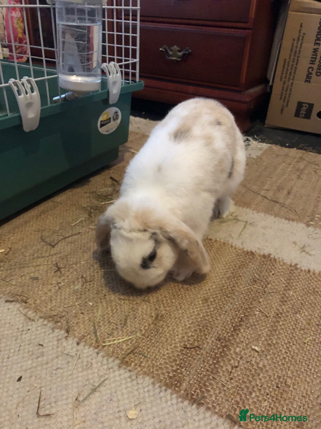 Mixed Breed rabbits for sale: Friendly mixed lop needs a new home - Image 3