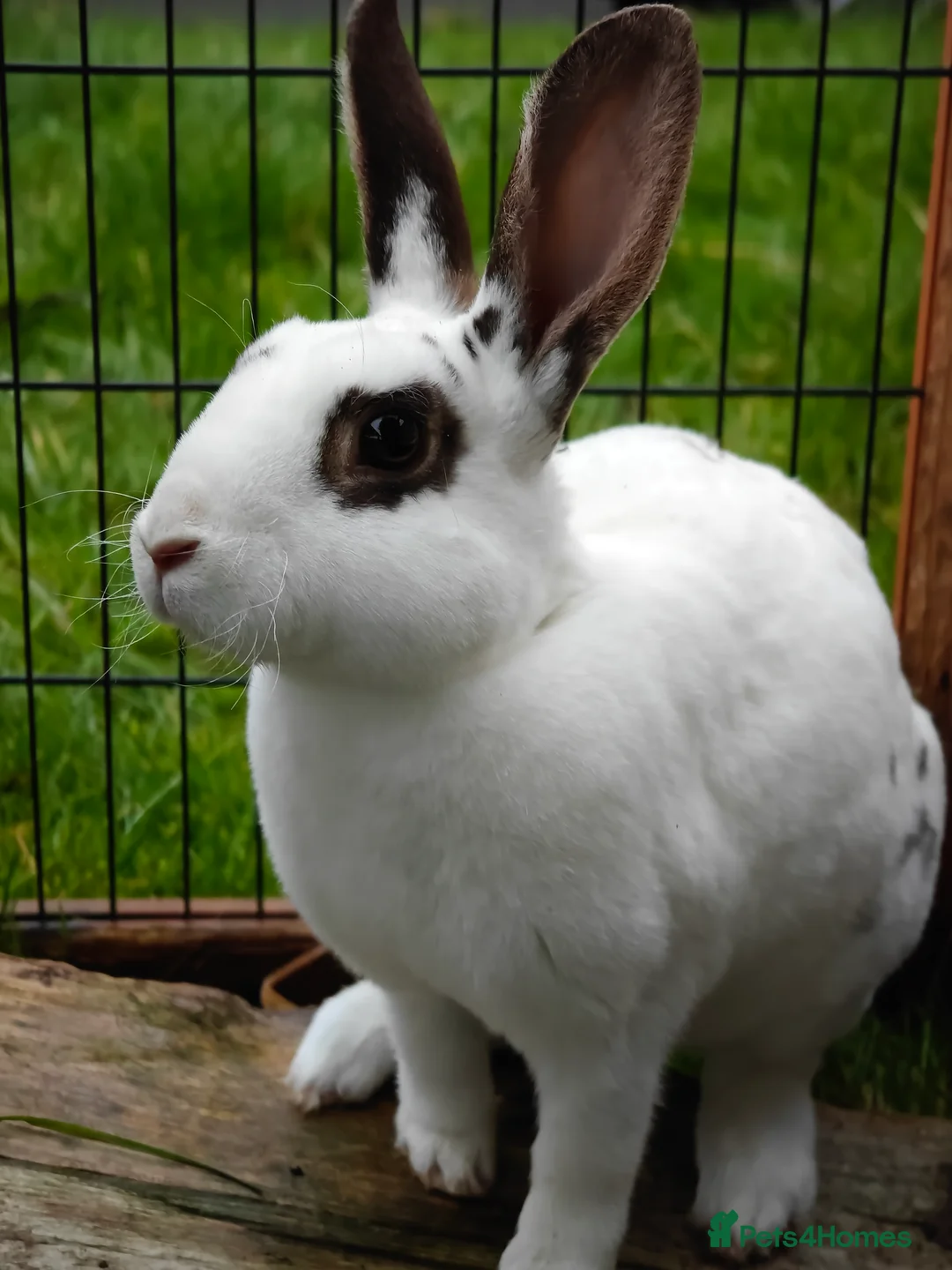 Rex rabbits for sale: Mini Rex Does - Advert 30