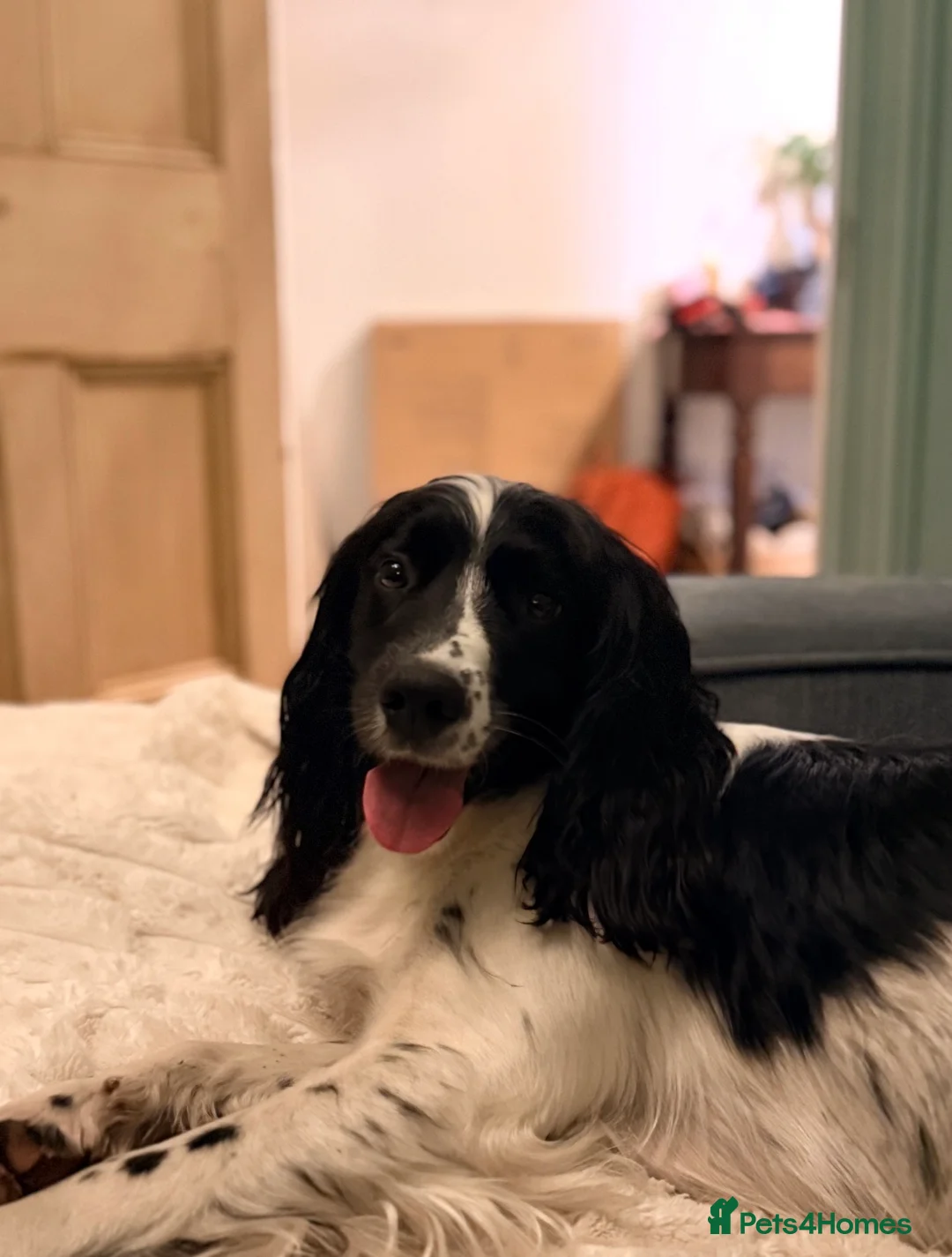 Sprocker dogs for sale: BEAUTIFUL LITTER OF SPROCKER PUPS Springer/Cocker in Kilgetty - Advert 1