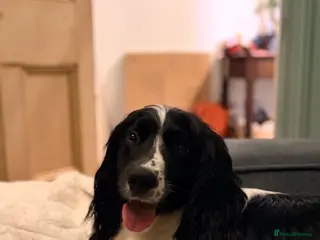 Sprocker dogs BEAUTIFUL LITTER OF SPROCKER PUPS Springer/Cocker in Kilgetty - Advert 2