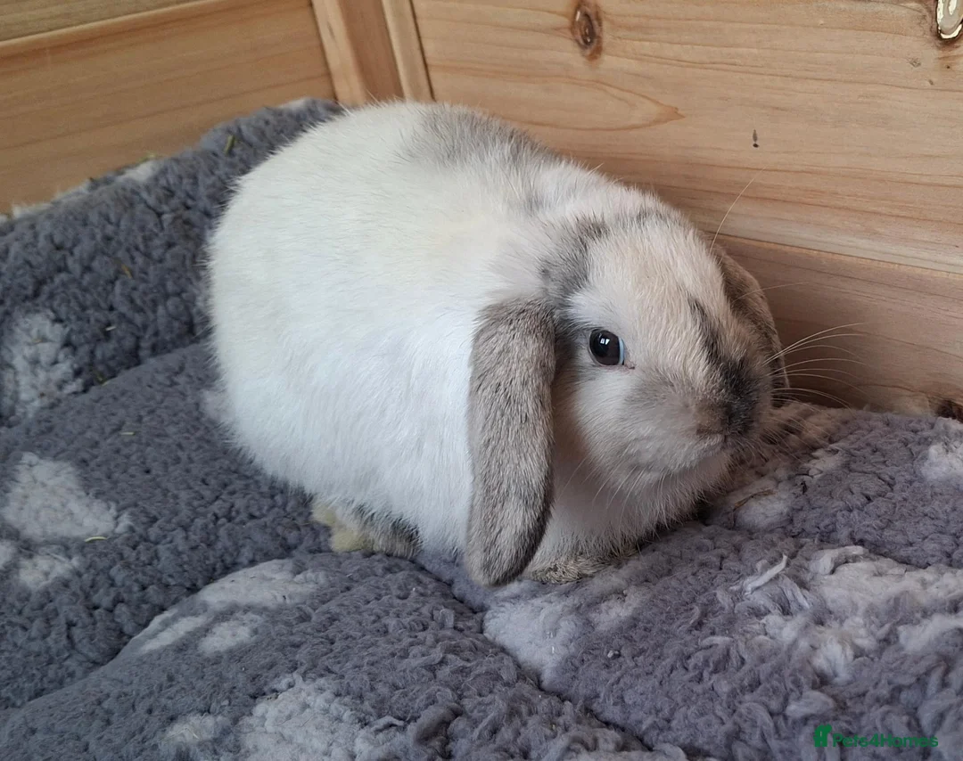 Mini Lop rabbits for sale: Mini lop Male in Norwich - Advert 2