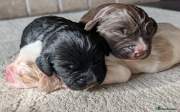 Cocker Spaniel dogs for sale: 🐾 Working Cocker Spaniel Puppies 🐾 - Image 4
