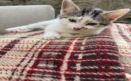 Mixed Breed cats for sale: Beautiful Kittens - Ready now in Maidstone - Image 16
