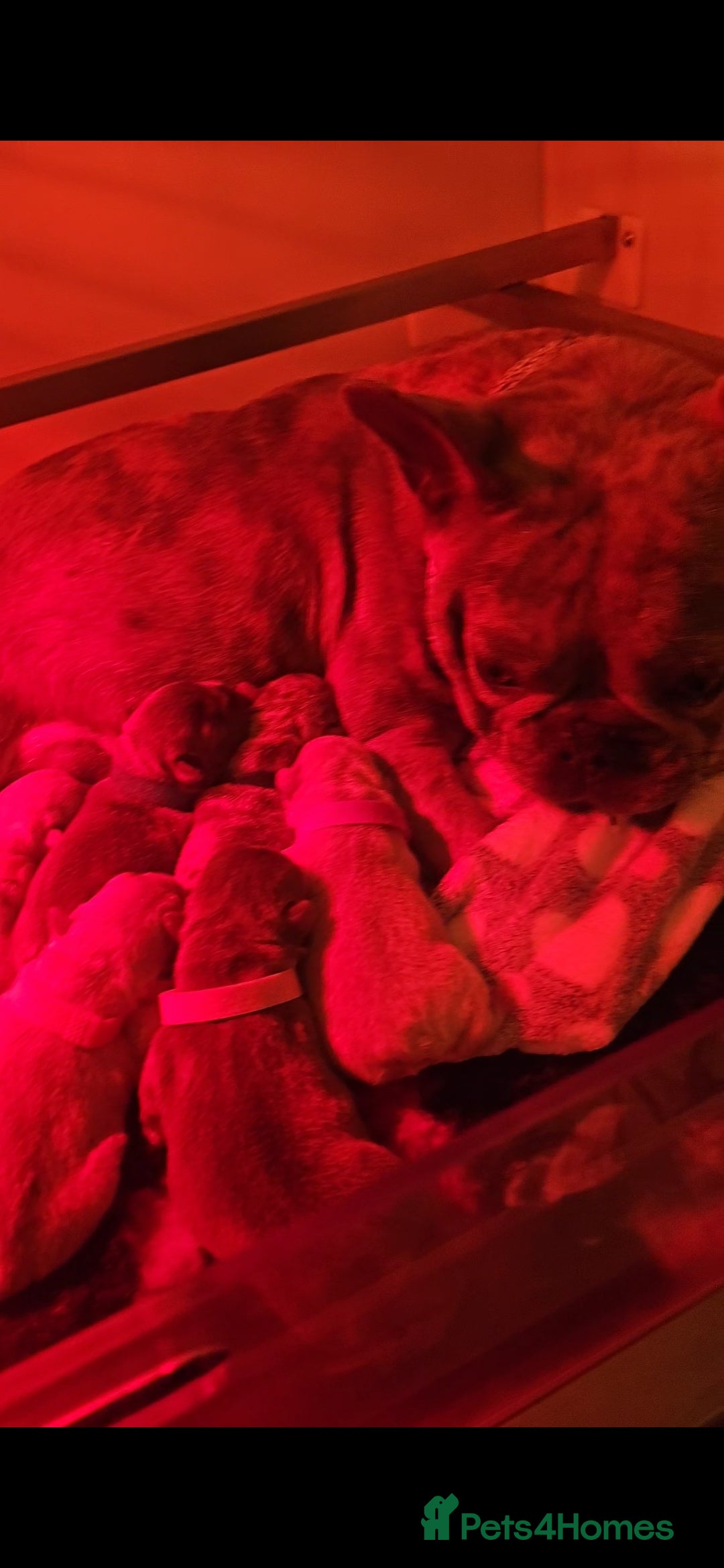 French Bulldog dogs for sale: Exotic Bi g R frenchie girl pups - FLUFFY CARRIERS - Image 10