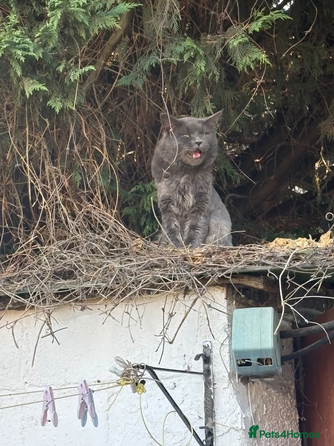 Maine Coon cats for sale: Home reared MaineCoon Pedigree Kittens  - Advert 2