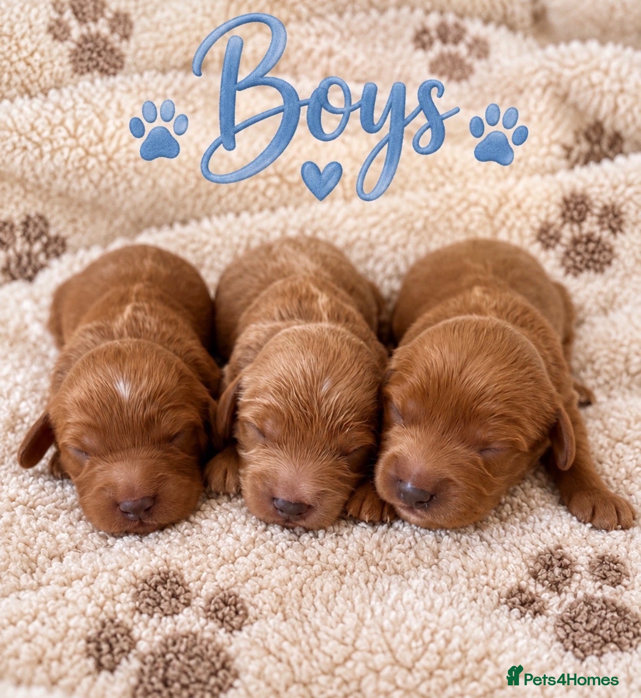 Cavapoo dogs Stunning F1 Cavapoo's 🧬 Health Tested Parents - Advert 2