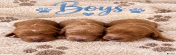 Cavapoo dogs for sale: Stunning F1 Cavapoo's 🧬 Health Tested Parents - Advert 3