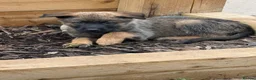Mixed Breed dogs for sale: Malanois X - Advert 8