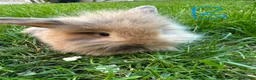 Lionhead rabbits for sale: Lionhead Rabbits for sale  - Advert 3