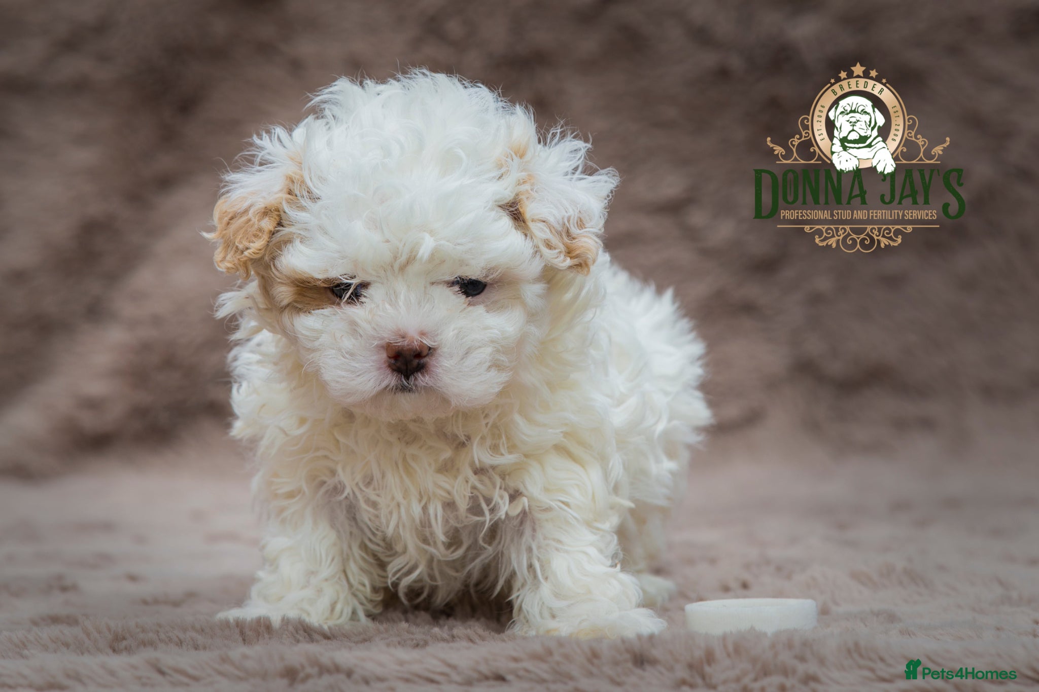 Shihpoo dogs DonnaJays something truly special 🌟🌟🌟🌟🌟 - Advert 2