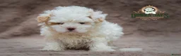 Shihpoo dogs for sale: DonnaJays something truly special 🌟🌟🌟🌟🌟 - Advert 4