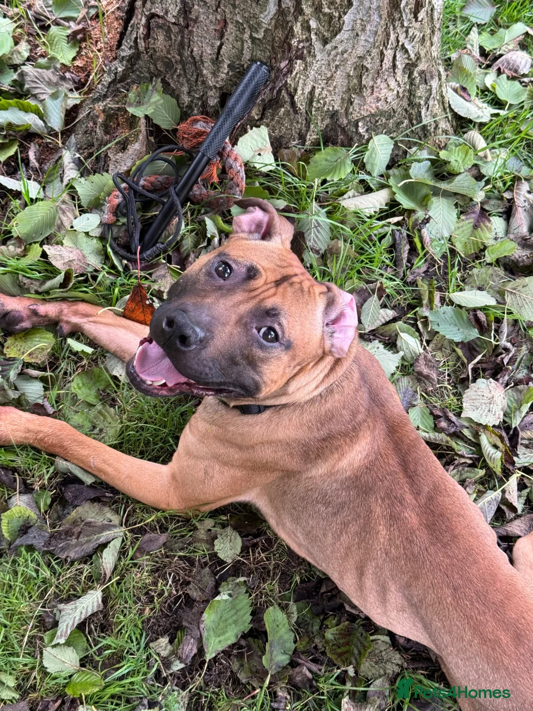 American Bull Staffy dogs for stud: Athletic American staff  - Advert 1