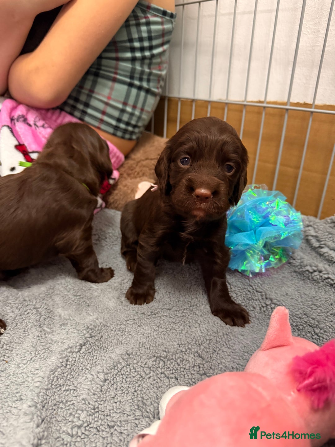 Mixed Breed dogs for sale: Cocker spaniel x sproodle beautiful puppies - Image 5