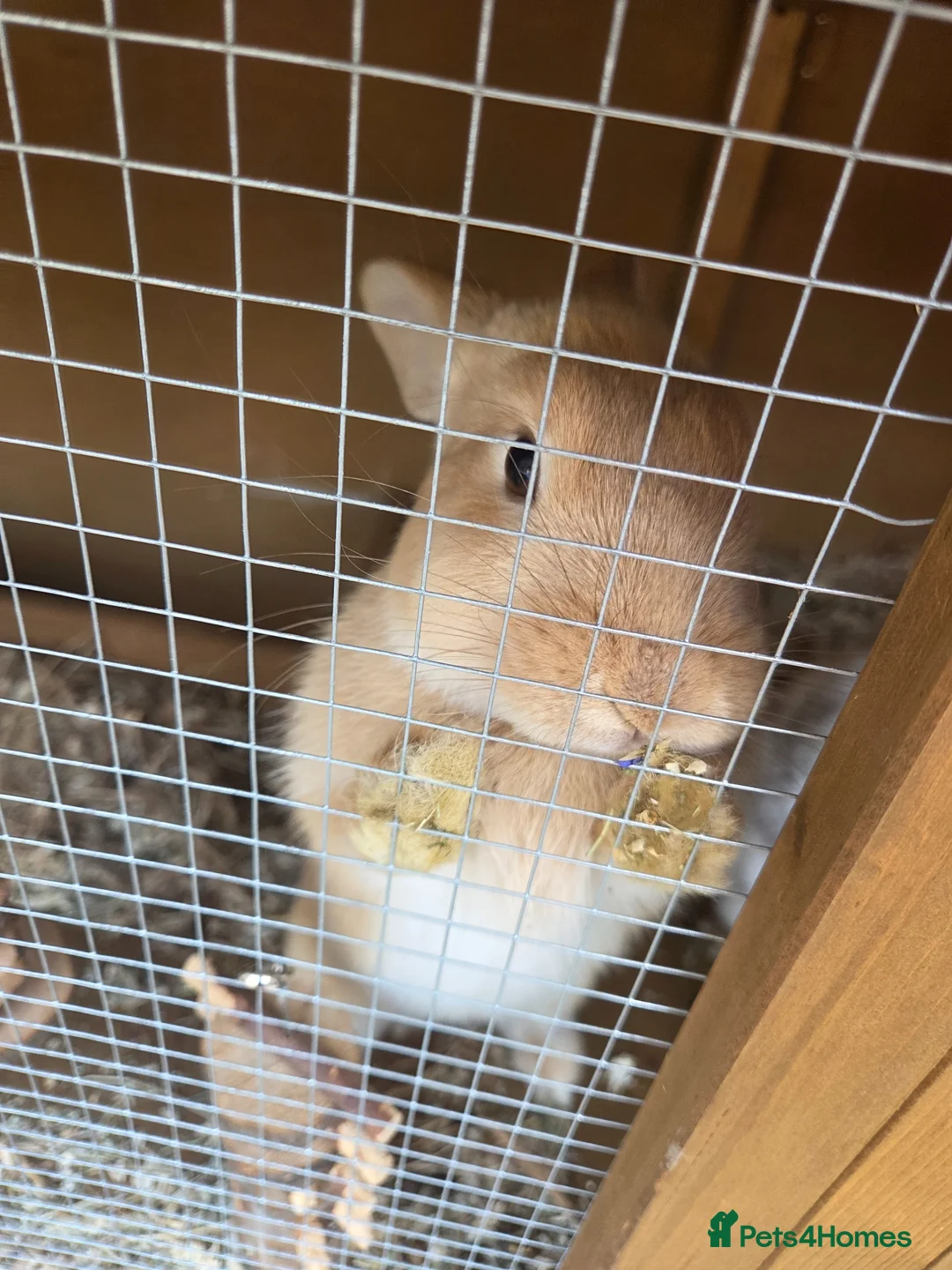 Mixed Breed rabbits for sale: 2 rabbits one white and black one gingerer in Nottingham - Advert 2