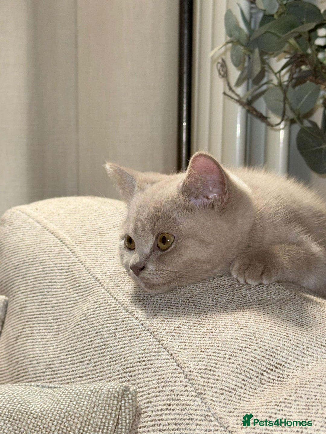 British Shorthair cats for sale: Beautiful Lilac BSH Kittens – Pedigree Parents - Advert 23